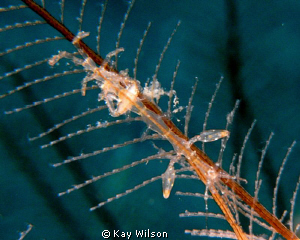 Skeleton Shrimp. Very rare, and hard to see as they are s... by Kay Wilson 